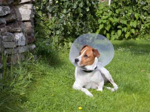 spay the dog before or after the first heat