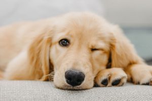 when Can I Walk My Dog After Neutering