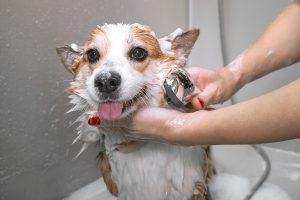bath dog after spay