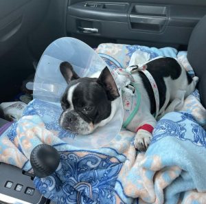 Best Age to Neuter or Spay Your Dog