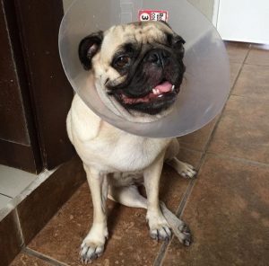 Neuter or Spay Your Dog