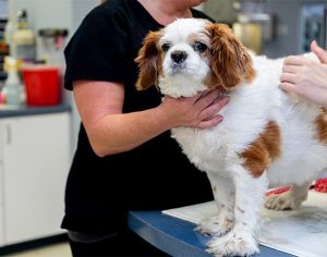 Spaying or Neutering Change Dog Behavior