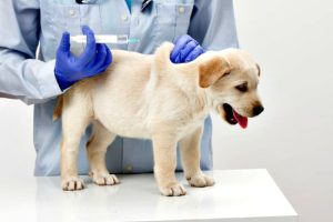What Happens If a Dog Gets Vaccinated Twice