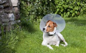 age to spay female dog