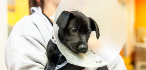 care dog after spay