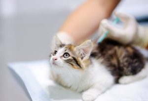 cost of cat vaccination toronto