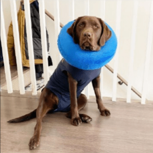 dog spay surgery