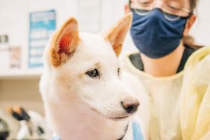pain of Spay-and-Neuter