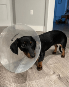 pet spaying toronto