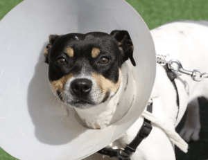 signs of infection After Neutering Your Dog