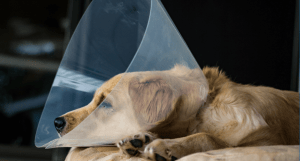 spaying pet time