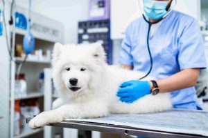take my pet to emergency vet