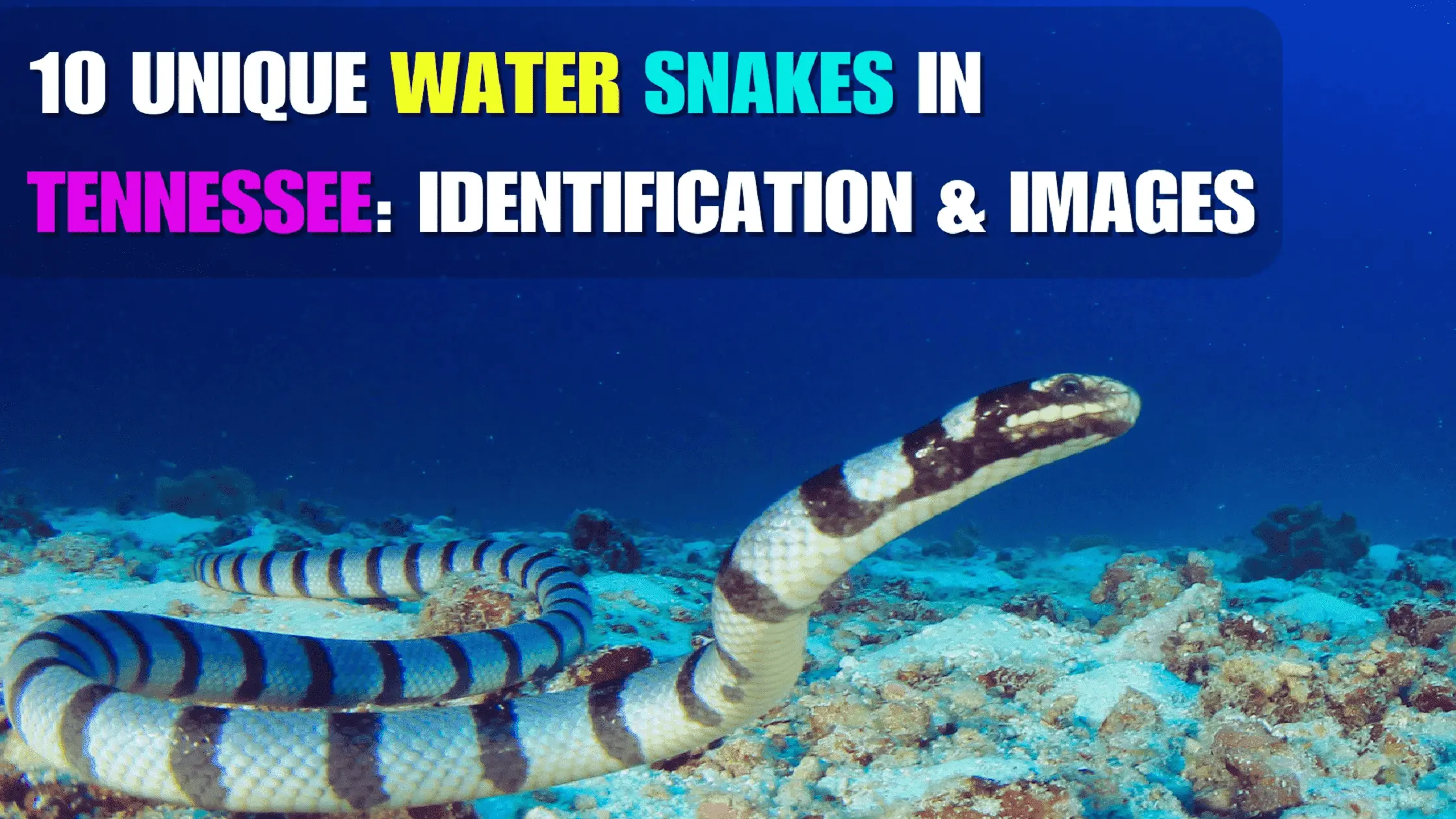 10 Unique Water Snakes in Tennessee: Identification & Images