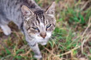 Cat For Allergies