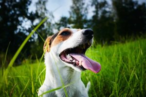 Dog Breathing So Fast