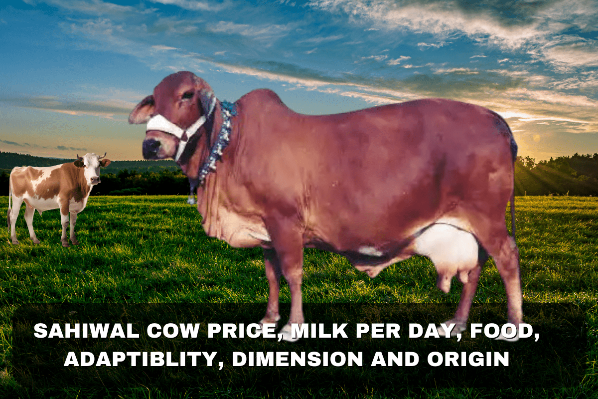 Sahiwal Cow Price, Milk Per Day, Food, Adaptability, Dimension And Origin