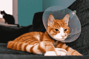 Wait 6 Months to Neuter a Cat