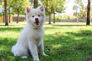 Will Spaying Calm a Female Dog