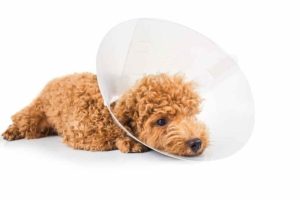 care-for-your-dog-after-neutering