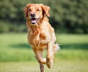 dog jumped after being spayed, What will happen