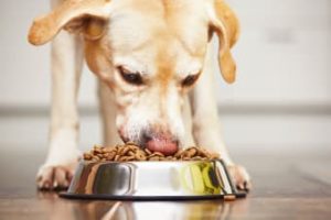 get my dog to eat