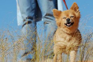 help your dog behave well