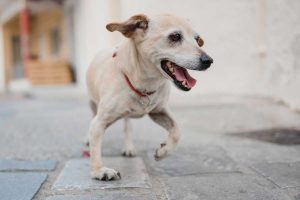 treat a dog limping at home