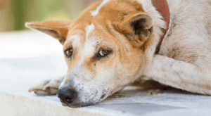 what to do Dog With Diarrhea