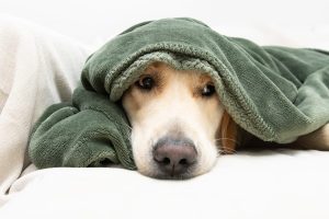 Dog Has a Fever