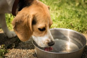 Foods are good for Dogs After Surgery