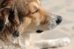 My Dog Too Old for Anesthesia