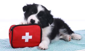 Pet Emergency