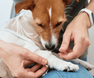 Pet Has an Emergency but No Vet Is Available-