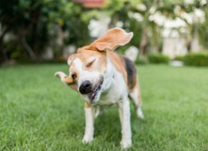 dog-shakes-after surgery