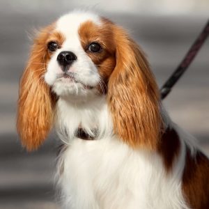 Pets Need to Stay Overnight After Neutering