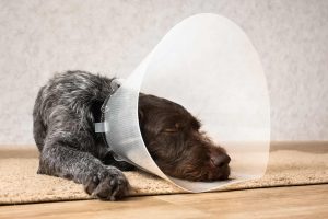 Dog Sleep With a Cone