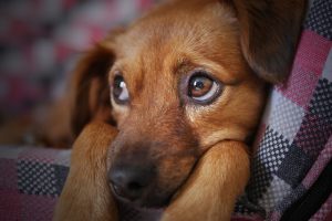 my dog is sick
