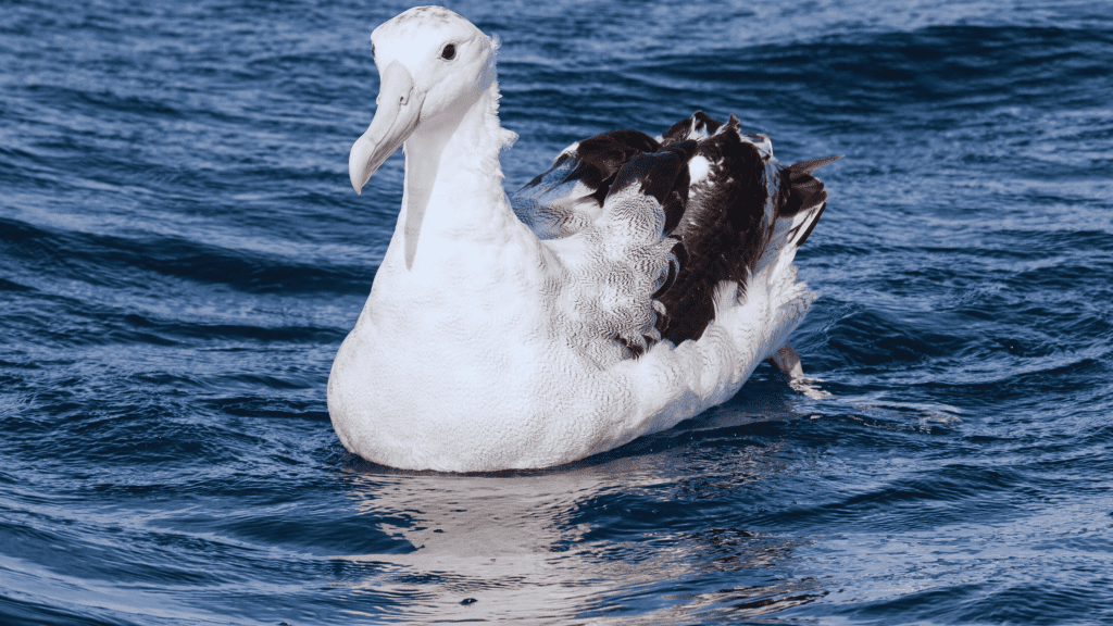 Wandering Albatross Size, Height, Weight, Habitat, Lifespan, Feed And Images