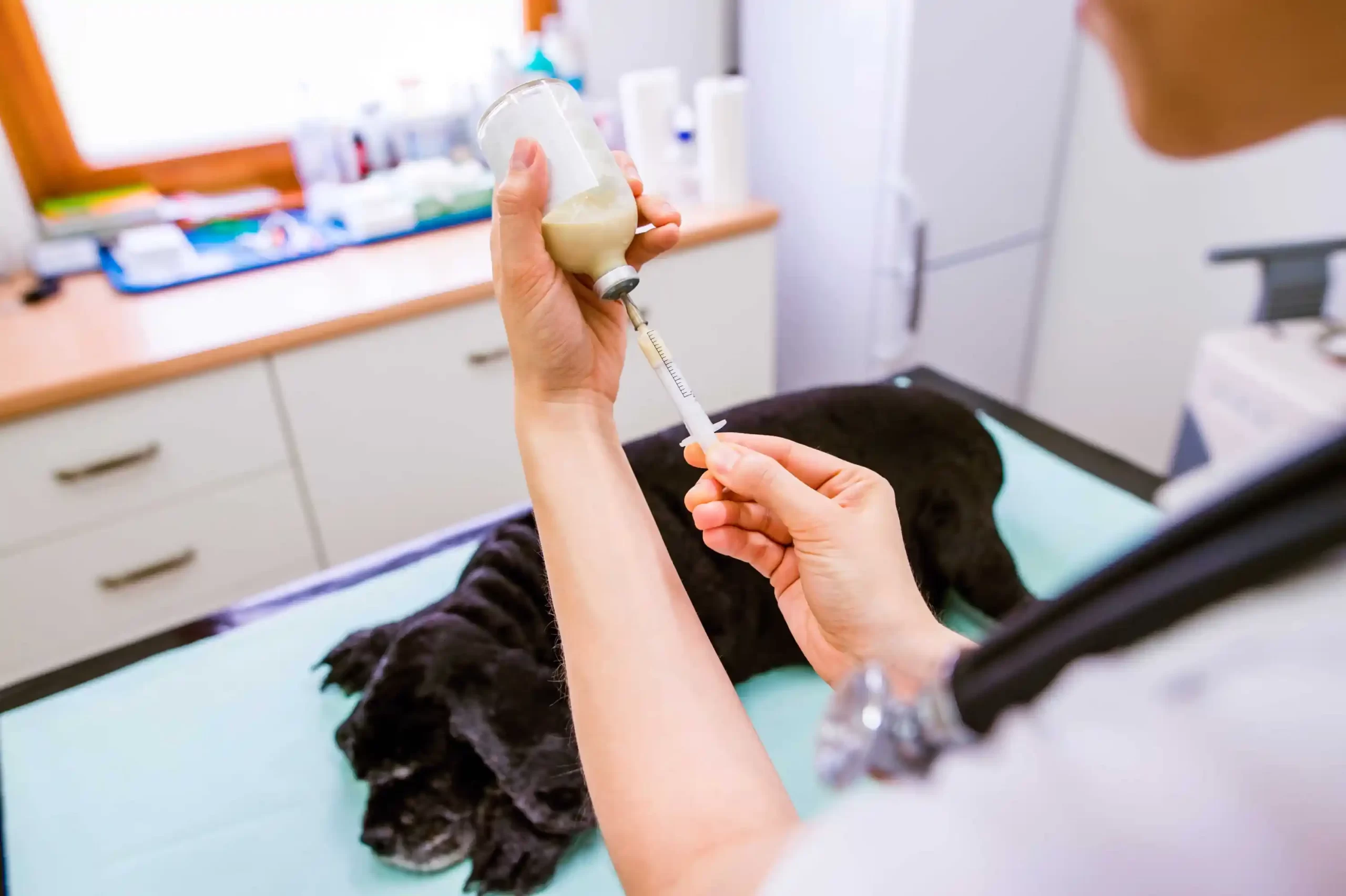 Can My Pet Still Have Vaccinations While Recovering From Surgery?